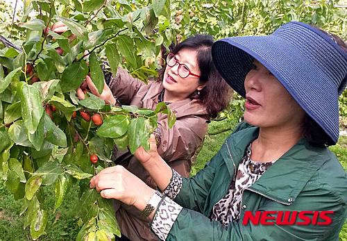 보은 대추축제 대추 따기 체험행사 인기