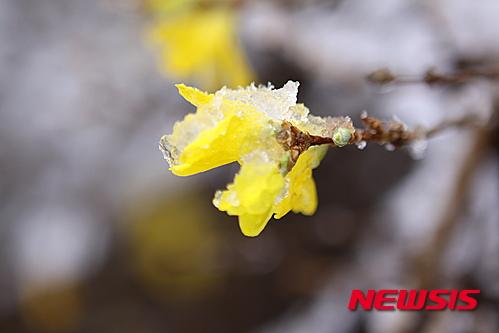 겨울에 피어난 개나리꽃