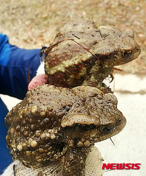 반갑다 두꺼비야