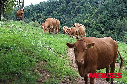 홍성군, 한우 개량사업에 3억9000만원 투입