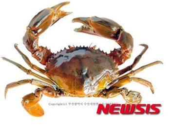 부산시, 부산청게 명품 수산물 육성계획 마련