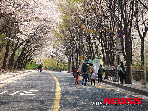 서초구, 16일 도구로 벗꽃길 축제