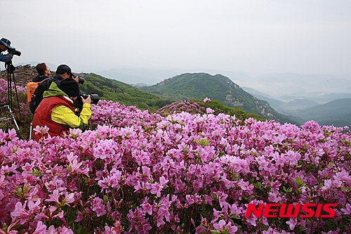제20회 합천 황매산철쭉제 5월1일부터 열려