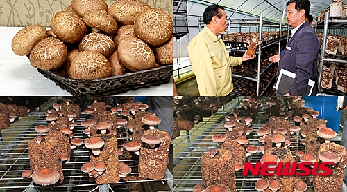 장수군, 톱밥배지 표고버섯 새 소득원 집중 육성