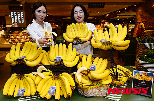 고지대 생산 바나나 맛보세요