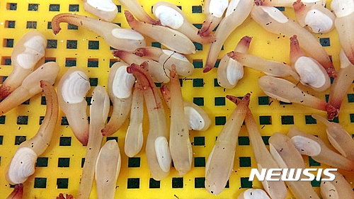 수과원, 동해안 특산 코끼리조개 양식기술 개발  성공