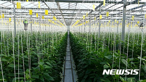 [진천 파프리카 수출 전초기지 농민 손에서 부상]