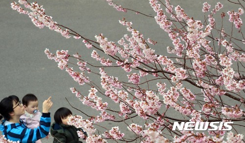 만개한 부산 벚꽃