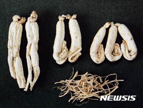 충남도, 백삼(白蔘) 글로벌시장 개척상품 집중 육성