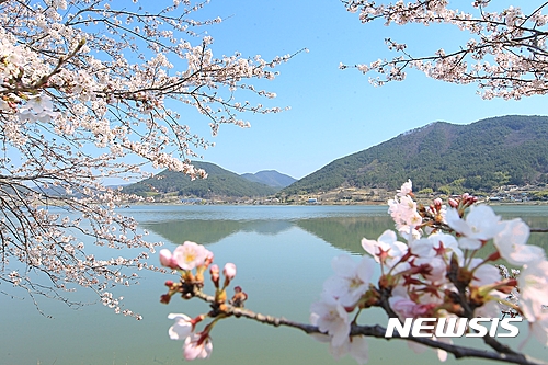 대가저수지 벗꽃