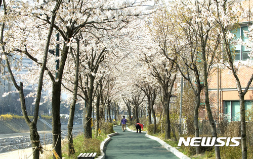 봄 향기 느껴지는 벚꽃길