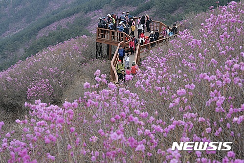 제22회 천주산 진달래 축제 7일 개막