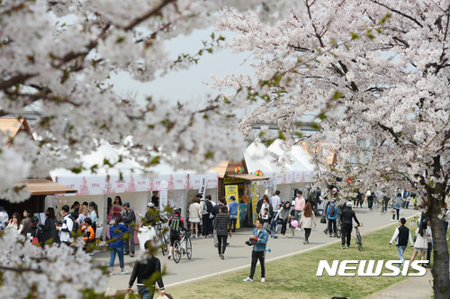 라이프플러스 벚꽃피크닉페스트벌