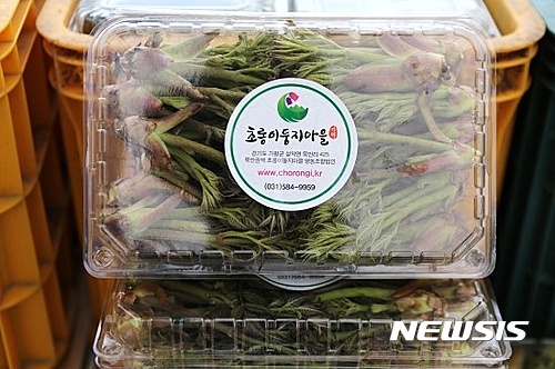 가평군  초롱둥지마을축제의 두릅