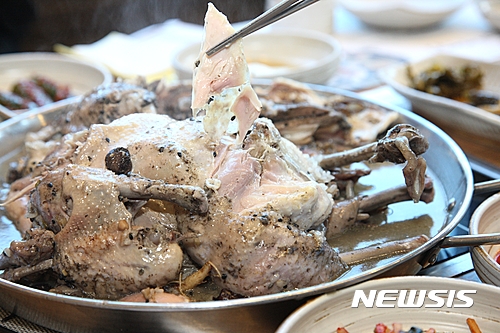 [흙과 생명이야기⑮]사위 사랑은 장모님, 씨암탉의 소회