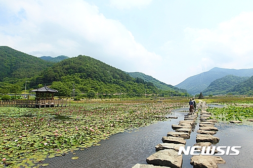 고성군 상리 연꽃공원 수련 만개