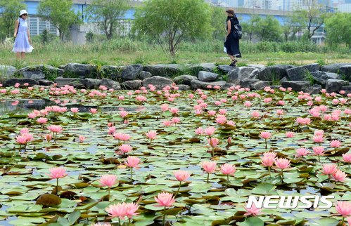 부산 삼락생태공원 연꽃 활짝