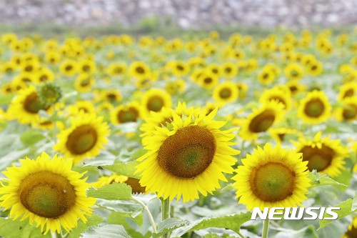만발한 해바라기