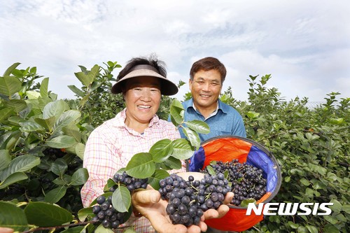 잘 익은 아로니아 드세요