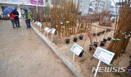 나무시장 찾은 시민들