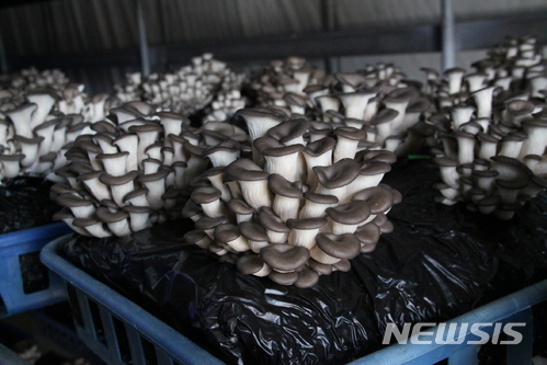경남농업기술원, 느타리버섯 품종판별 기술 특허등록 