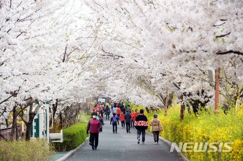 장안벚꽃길 오세요