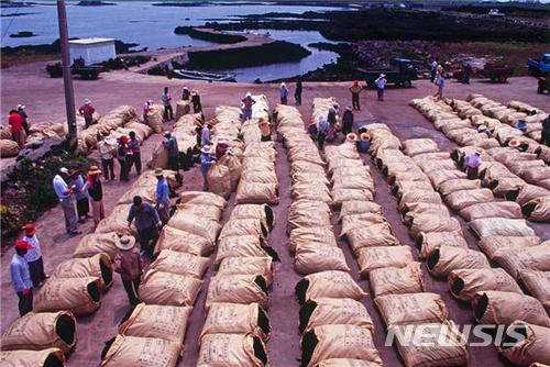 제주도 우뭇가사리 공동채취 제도 적극시행 지원