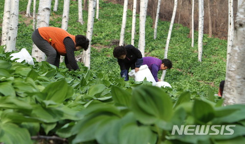 봄철 입맛 사로잡는 명이나물