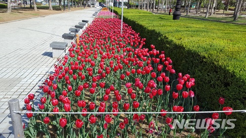  [안양소식] 중앙공원에 튤립 꽃밭 조성 등