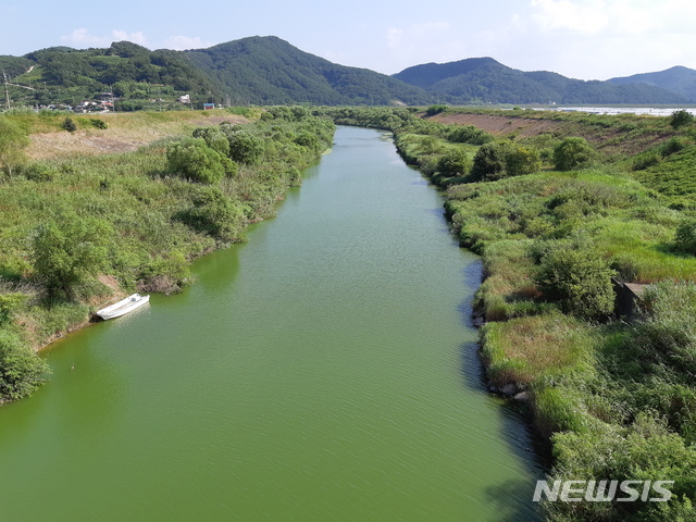 녹조 창궐한 낙동강 함안보 상류 지점
