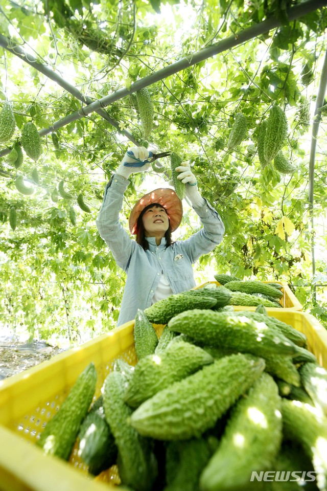 여주 수확해요