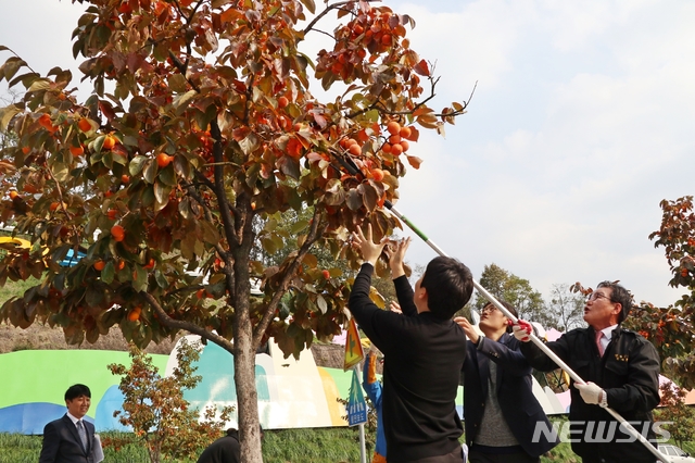 감 고을 영동, 가로수 감 수확 본격 시작  