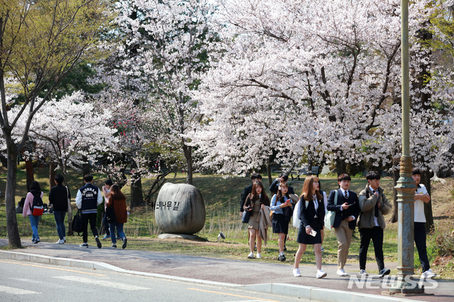 봄꽃 만개한 전남대 광주캠퍼스