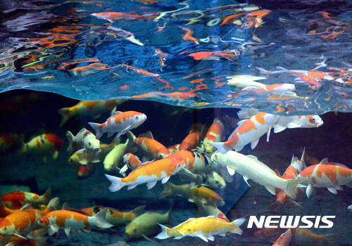 [삼척소식]어린이날 비단잉어 200마리 배부 등