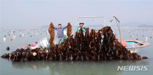 바다의 불로초 다시마 6월의 해양치유식품 선정