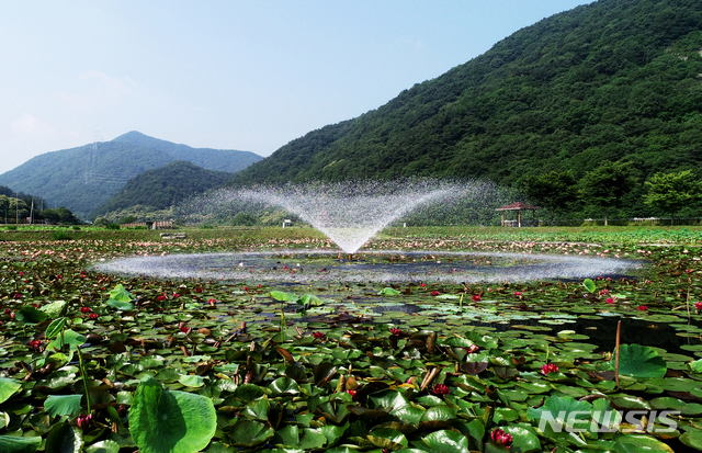 상리연꽃공원 분수의 시원한 물줄기