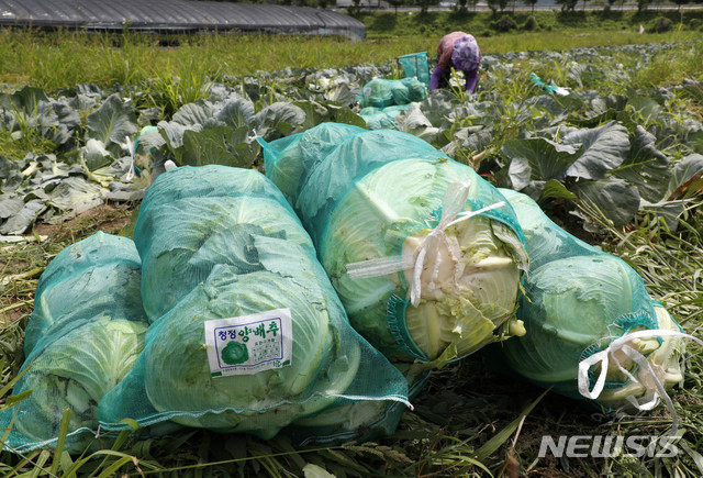 지리산 청정골 산청 양배추 수확