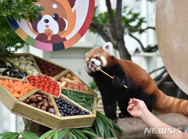 특식 먹는 레서 판다