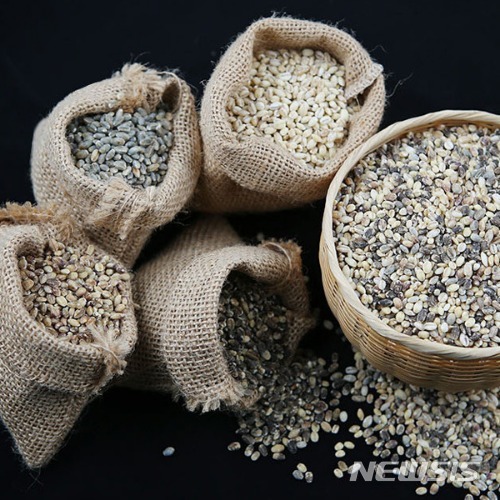 흑색·청색·자색…완도 기능성 색깔보리 5종 특화단지 조성