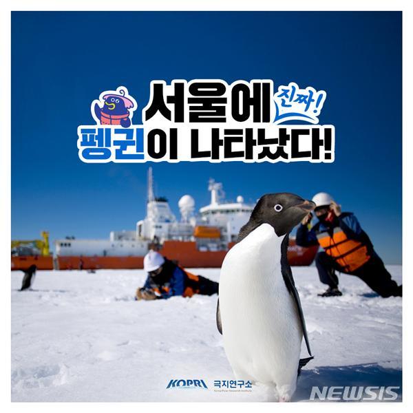 펭귄이랑 가위바위보?…펭귄이 서울에 나타났다