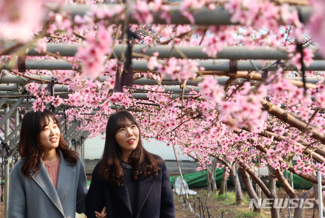 [뉴시스 앵글]과일의 고장 영동에 찾아온 분홍빛 봄