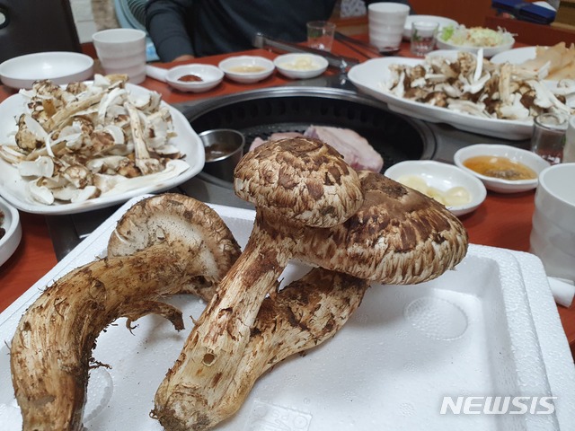 긴 장마 덕분, 강원자연산송이 생산량 10배↑····값은↓