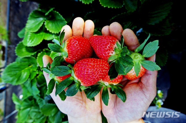 밀양시, 농산물 홍보 돕는다 내 농장 내 콘셉트