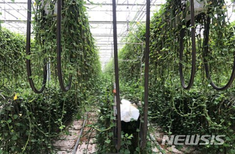 슈퍼푸드 시서스, 스마트팜 온실서 재배 성공…산출량도 쑥