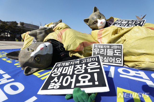 고양이 탈 쓰고 퍼포먼스하는 한국동물보호협회