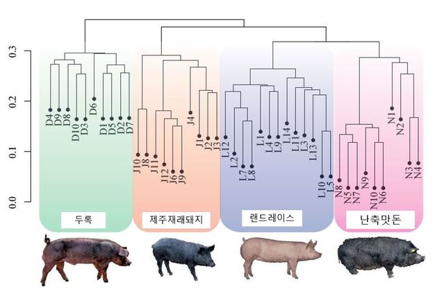 제주 흑돼지 난축맛돈서 육질 관여 유전자 찾았다