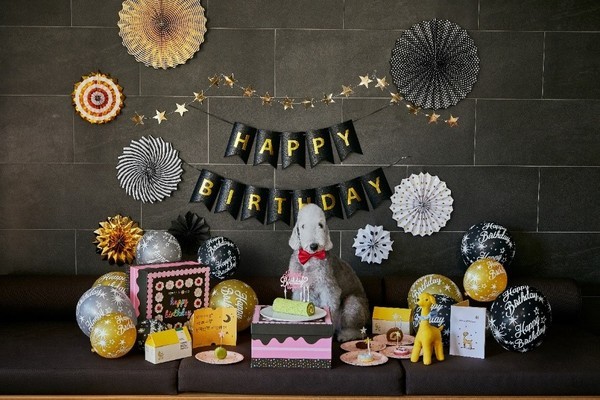 달롤컴퍼니, 홍천 소노펫클럽에 반려견 생일파티박스 출시