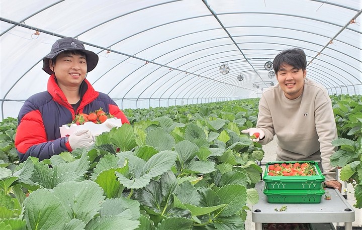 충주농기센터가 키운 청년 농업인 첫 딸기 수확
