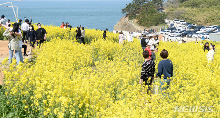 부안 수성당 유채꽃 찾은 시민들