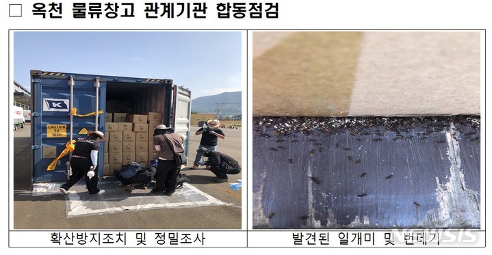 맹독 붉은불개미, 옥천창고·부산항서 발견…긴급방제